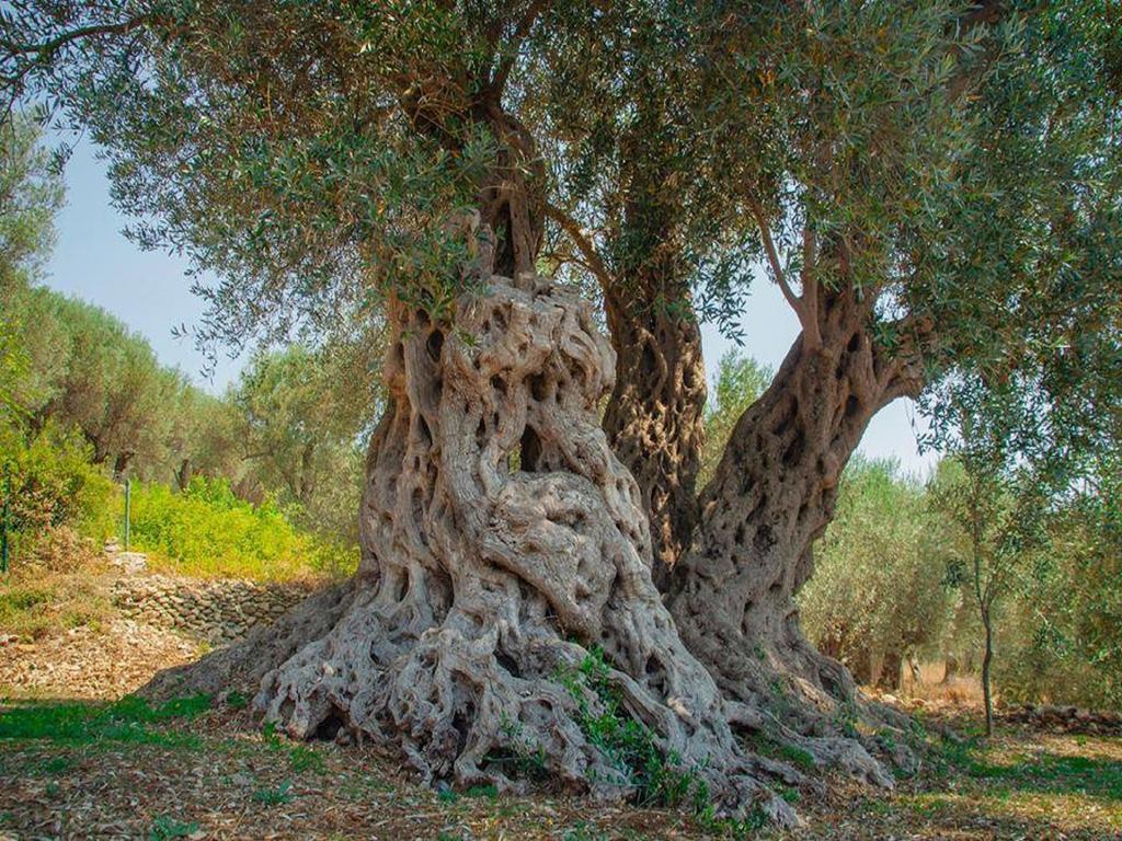 Holiday Park Olive Tree Ulcinj Bagian luar foto